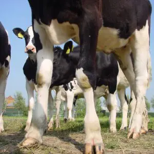 Cows standing in a grassy field.